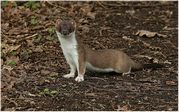 TONY HOWES - A CURIOUS STOAT